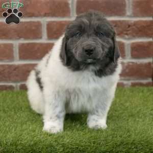 Angel, Newfoundland Puppy